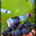 Ladybug Vine