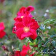 Rose-1024x841 Rose-1024x841