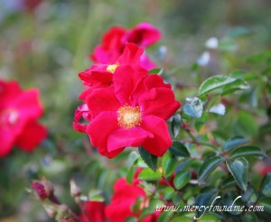Rose-1024x841