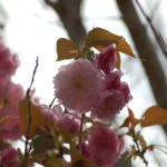 Japanese Cherry Tree Blossoms