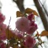 Japanese Cherry Tree Blossoms Japanese Cherry Tree Blossoms